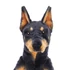 Kép 5/7 - Brutus -plüss dobermann